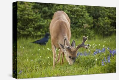 Deer Canvas Wall Art: Prints & Paintings