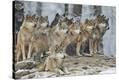 Stretched Canvas Print