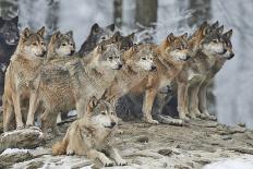 A Pack of Wolves in Snow-Michael Roeder-Framed Photographic Print