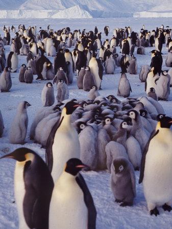'Emperor Penguins, Antarctica' Photographic Print - Michael Rougier ...