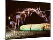Premium Photographic Print