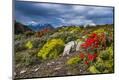 Photographic Print