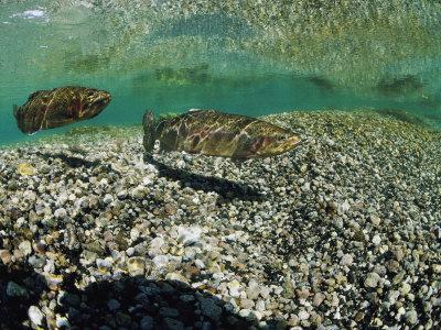 Brook Trout Joseph Tomelleri Fly Fishing Litho Art Print Poster 20x11