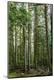 Premium Photographic Print