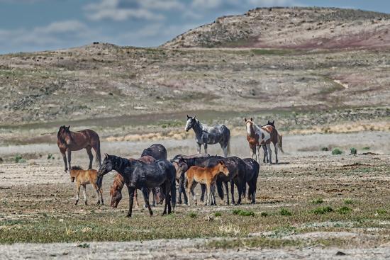 Photographic Print, , large