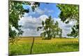 Photographic Print