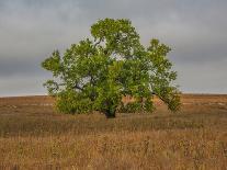 Framed Tree, Kansas, USA-Michael Scheufler-Framed Photographic Print