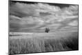 Photographic Print