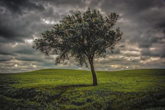 Photographic Print, , large