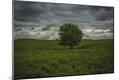 Photographic Print