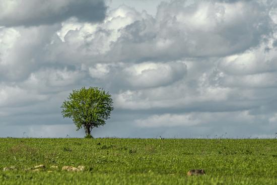 Photographic Print, , large