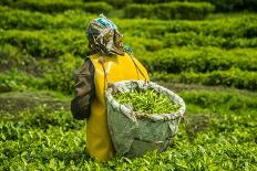 Tea Plantation in the Virunga Mountains, Rwanda, Africa-Michael-Photographic Print