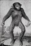 Chimpanzee, 1699-Michael van der Gucht-Giclee Print