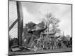 Photographic Print
