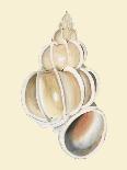 Neutral-Toned Seashells II-Michael Willett-Art Print