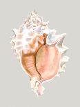 Neutral-Toned Seashells II-Michael Willett-Art Print