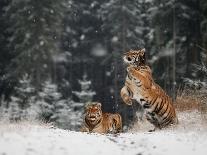 Joy on the snow-Michaela Firesova-Premier Image Canvas