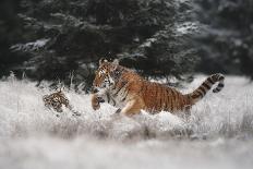 Joy on the snow-Michaela Firesova-Framed Photographic Print