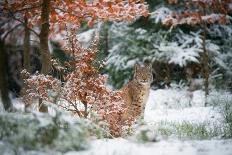 Joy on the snow-Michaela Firesova-Framed Photographic Print