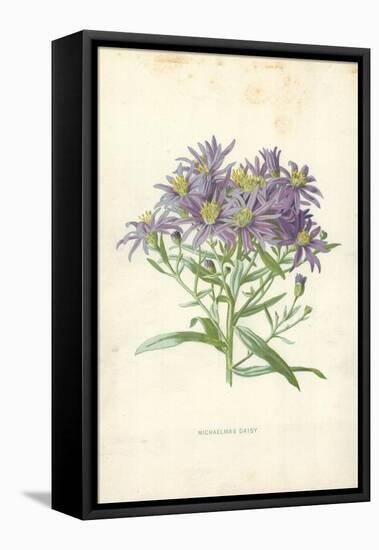 Michaelmas Daisy-Frederick Edward Hulme-Framed Premier Image Canvas