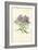 Michaelmas Daisy-Frederick Edward Hulme-Framed Giclee Print