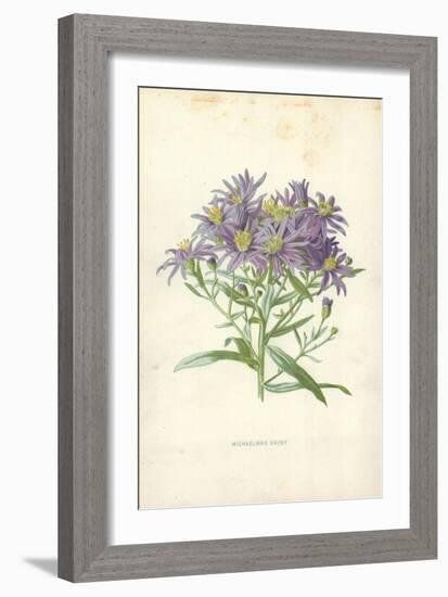 Michaelmas Daisy-Frederick Edward Hulme-Framed Giclee Print