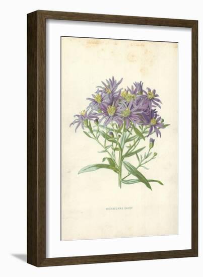 Michaelmas Daisy-Frederick Edward Hulme-Framed Giclee Print