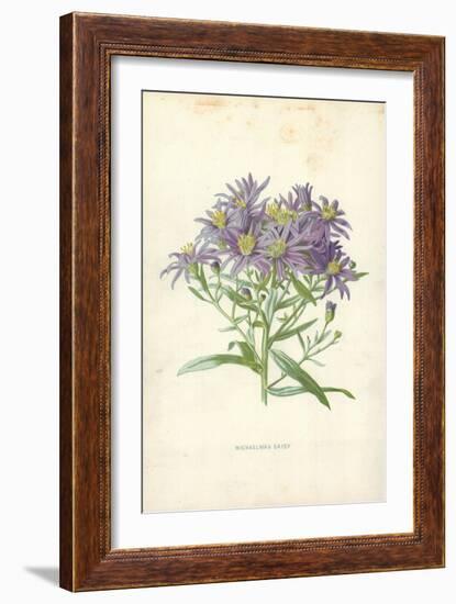 Michaelmas Daisy-Frederick Edward Hulme-Framed Giclee Print