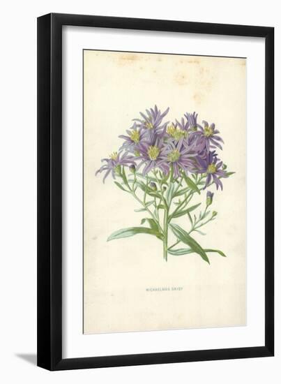 Michaelmas Daisy-Frederick Edward Hulme-Framed Giclee Print