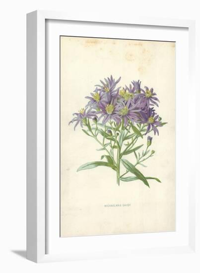 Michaelmas Daisy-Frederick Edward Hulme-Framed Giclee Print