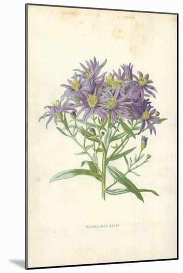 Michaelmas Daisy-Frederick Edward Hulme-Mounted Giclee Print