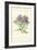 Michaelmas Daisy-Frederick Edward Hulme-Framed Giclee Print