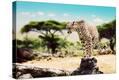 Stretched Canvas Print