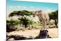Photographic Print