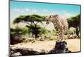 Photographic Print