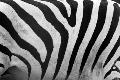 Premium Photographic Print