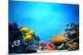Premium Photographic Print