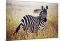 Premium Photographic Print