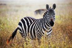 Zebra Portrait On African Savanna. Safari In Serengeti, Tanzania-Michal Bednarek-Photographic Print