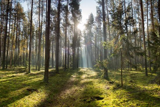 Photographic Print, , large