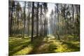 Photographic Print
