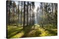 Stretched Canvas Print