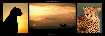 Cheetah at Sunset-Michel & Christine Denis-Huot-Mounted Art Print