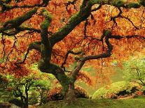 Japanese Maple in Full Fall Color, Portland Japanese Garden, Portland, Oregon, USA-Michel Hersen-Photographic Print