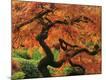 Premium Photographic Print