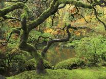 Moon Bridge in Autumn, Portland Japanese Garden, Portland, Oregon, USA-Michel Hersen-Photographic Print