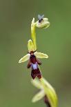 Fly orchid in flower with resting fly, Lorraine, France-Michel Poinsignon-Photographic Print