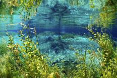 Sunrays in Cenote Jardin del Eden, Quintana Roo, Yucatan Peninsula, Mexico-Michel Roggo-Framed Photographic Print