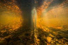 Chub Fish (Leuciscus Cephalus) and Mute Swan (Cygnus Color) Swimming Over, Rhine River, Switzerland-Michel Roggo-Premier Image Canvas