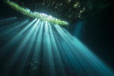 Water lilies in the Cenote Nicte Ha, Quintana Roo, Yucatan Peninsula, Mexico-Michel Roggo-Photographic Print